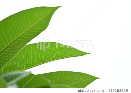 beautiful green leaf texture in springtime, water drop on frangipani leaves beautiful green leaf texture in springtime, water drop on frangipani leaves 130168239