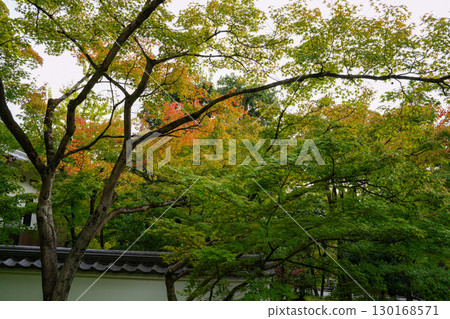A Kyoto temple garden with hints of autumn 130168571