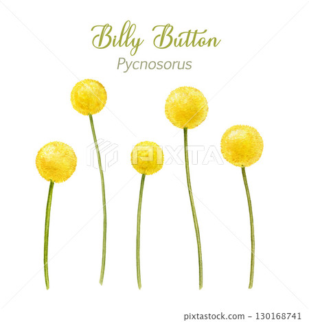 Billy button flower set on white background. Hand drawn watercolor illustration. Craspedia blooming yellow native wildflower Australia native plant collection. Billy button flower set on white background. Hand drawn watercolor illustration. Craspedia blooming yellow native wildflower Australia native plant collection. 130168741