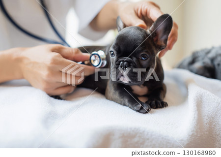 法國鬥牛犬幼犬正在接受體檢 130168980