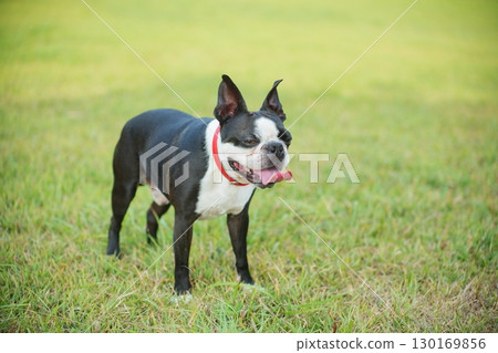 dog staring while walking dog staring while walking 130169856