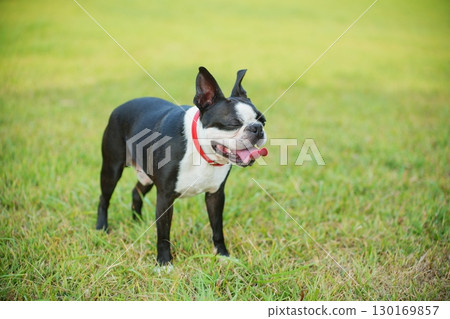 dog staring while walking dog staring while walking 130169857