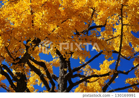 銀杏樹在藍天的襯托下閃閃發光 130169991