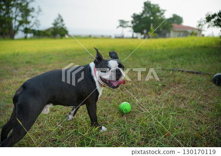 Dog walking Dog walking 130170119