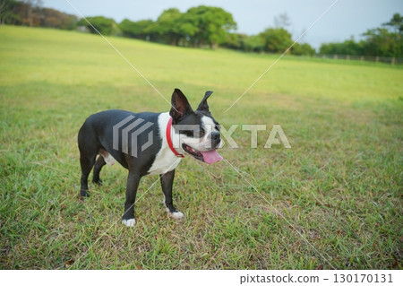 Dog walking 130170131