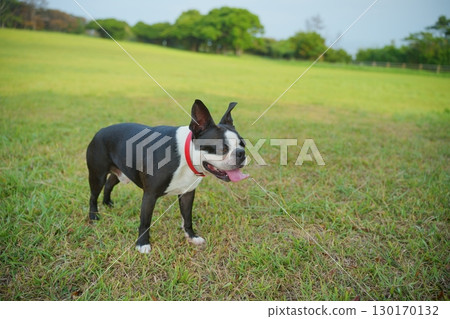 Dog walking 130170132