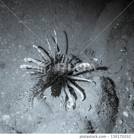 A Lionfish at the bottom of the South China Sea in Vietnam 130170202