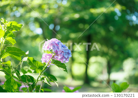 Pink hydrangeas illuminated by soft sunlight Pink hydrangeas illuminated by soft sunlight 130170221