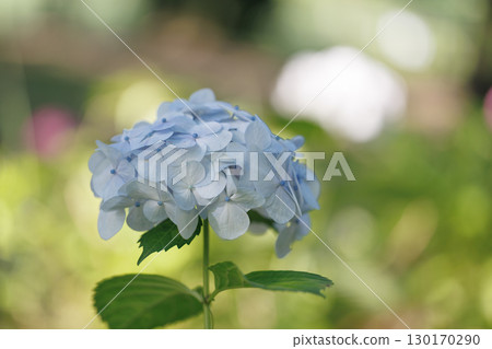 Blue hydrangeas shining in soft light 130170290