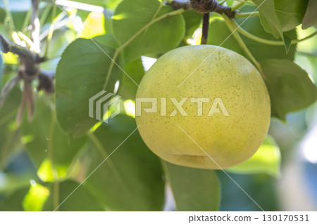 Nijisseiki Pear（鳥取縣百合濱町） 130170531