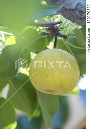 Nijisseiki Pear(鳥取縣百合濱町) Nijisseiki Pear(鳥取縣百合濱町) 130170532