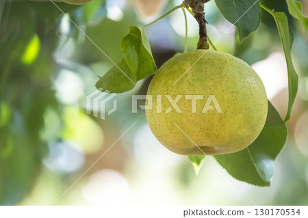 Nijisseiki Pear (Yurihama Town, Tottori Prefecture) 130170534