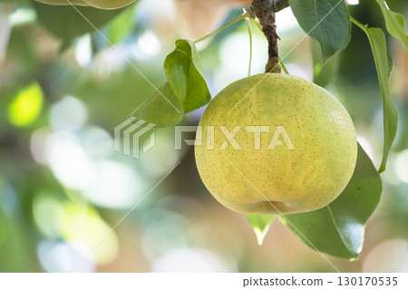 Nijisseiki Pear（鳥取縣百合濱町） 130170535