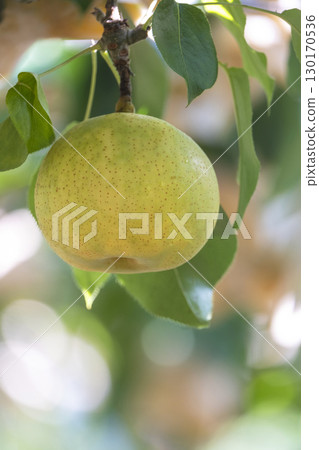 Nijisseiki Pear (Yurihama Town, Tottori Prefecture) 130170536