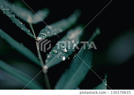 被雨滴打濕的綠葉的特寫 被雨滴打濕的綠葉的特寫 130170635