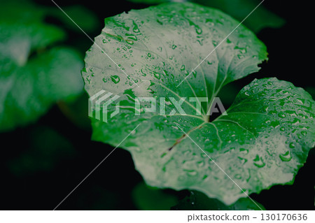 被雨滴打濕的綠葉的特寫 被雨滴打濕的綠葉的特寫 130170636