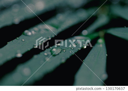 Close-up of a green leaf wet with raindrops Close-up of a green leaf wet with raindrops 130170637