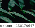 被雨滴打濕的綠葉的特寫 130170647