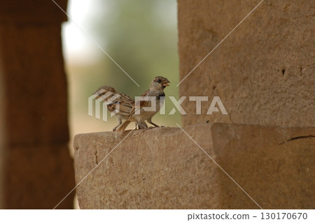 Indian House Sparrow Sitting on a wall 130170670