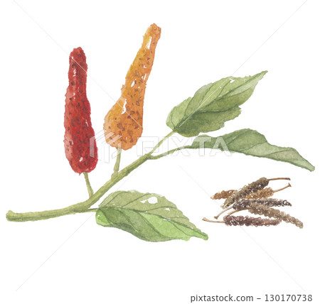 Watercolor drawing of long pepper 130170738