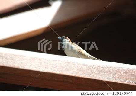 House Sparrow Sitting on a Wood 130170744