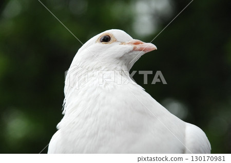 White Pigeon on the Stone 130170981
