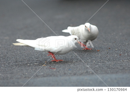 White Pigeon on the Stone 130170984