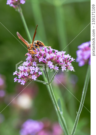 Paper wasp resting on a purple flower 130171109