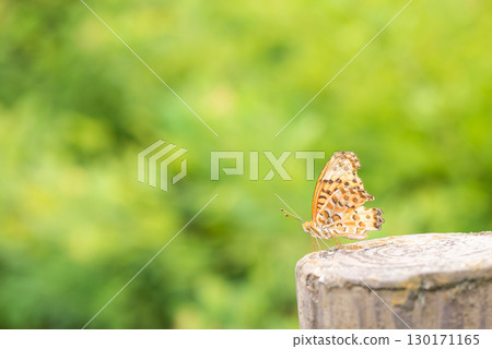 一隻雄性印度貝母蝴蝶棲息在公園的一根柱子上 130171165