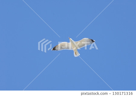 White Pigeon flying in sky 130171316