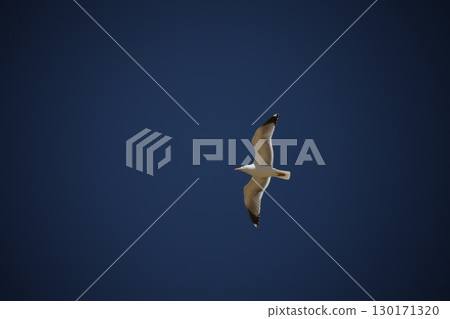 White Pigeon flying in sky White Pigeon flying in sky 130171320