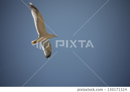 White Pigeon flying in sky 130171324