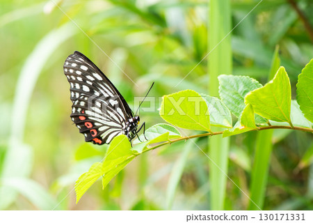 A designated invasive species, the red spotted purple butterfly, resting on a leaf 130171331