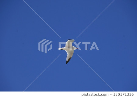 White Pigeon flying in sky White Pigeon flying in sky 130171336