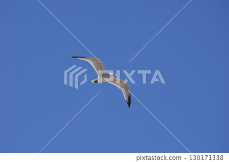White Pigeon flying in sky 130171338