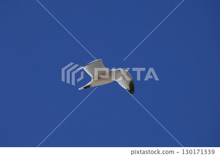White Pigeon flying in sky 130171339