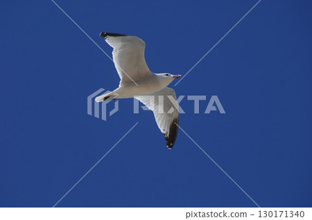 White Pigeon flying in sky 130171340