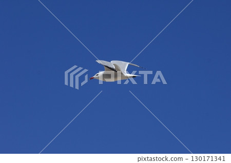 White Pigeon flying in sky 130171341