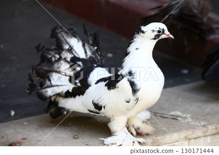 White Pigeon on the Stone wall 130171444