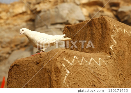 White Pigeon on the Stone wall 130171453