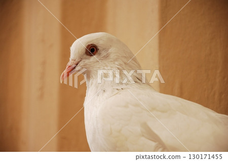 White Pigeon on the Stone wall 130171455