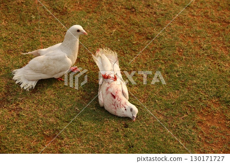 Pigeon with Blood in the lawn 130171727