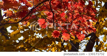 鮮紅的秋葉 鮮紅的秋葉 130171732