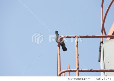 Pigeon Resting on a Steel Rod 130171765