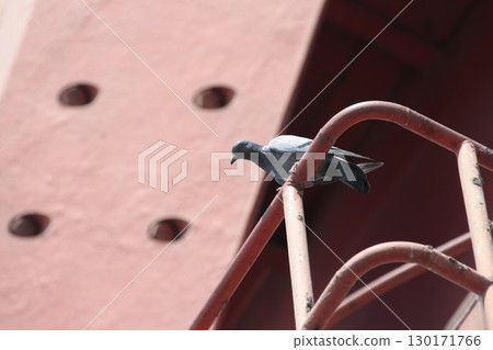 Pigeon Resting on a Steel Rod 130171766