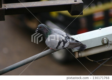 Pigeon Resting on a Steel Rod 130171768