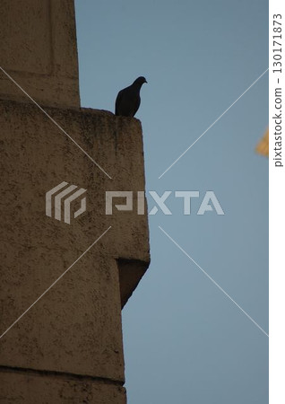 Pigeons on the wall Pigeons on the wall 130171873