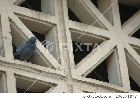 Pigeons on the wall 130171878