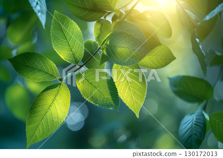 Nature inspired background with blurred green leaves and sunlight bokeh. Perfect for eco, wellness, and organic themes. Nature inspired background with blurred green leaves and sunlight bokeh. Perfect for eco, wellness, and organic themes. 130172013