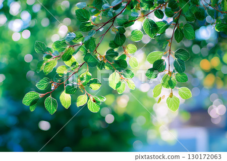 Nature inspired background with blurred green leaves and sunlight bokeh. Perfect for eco, wellness, and organic themes. 130172063